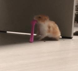 金丝熊仓鼠饲养注意事项,仓鼠金丝熊怎么饲养