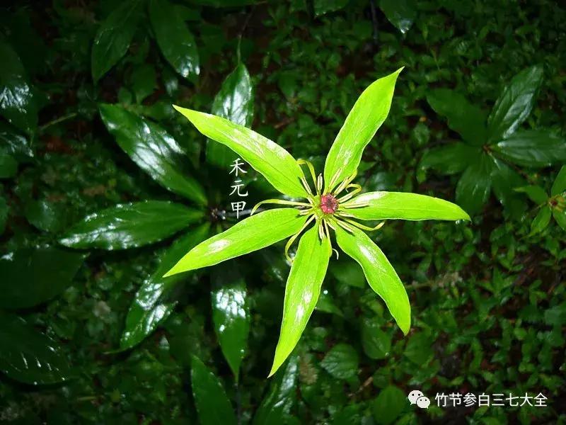 冷背药材批发市场,中国冷背药材