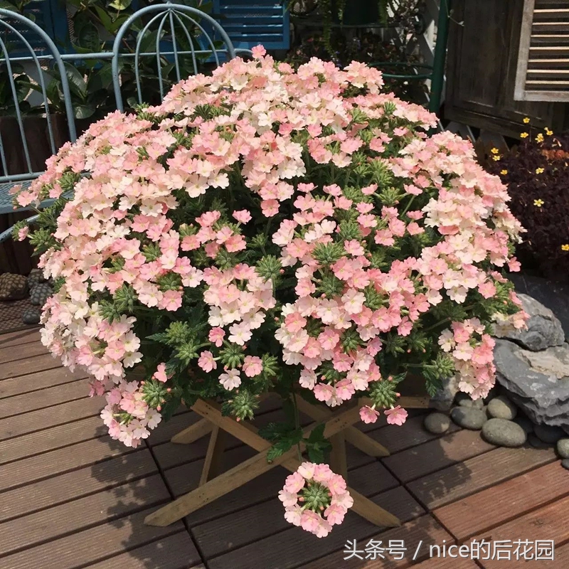 美女樱认不得？只怪它衣服太多