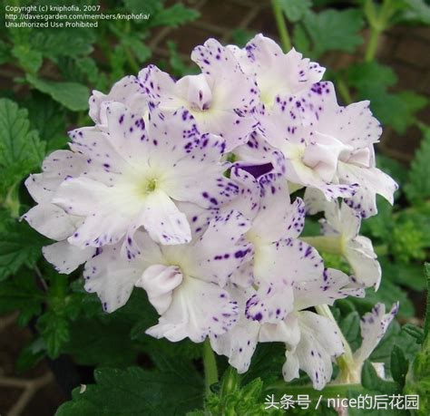 美女樱认不得？只怪它衣服太多