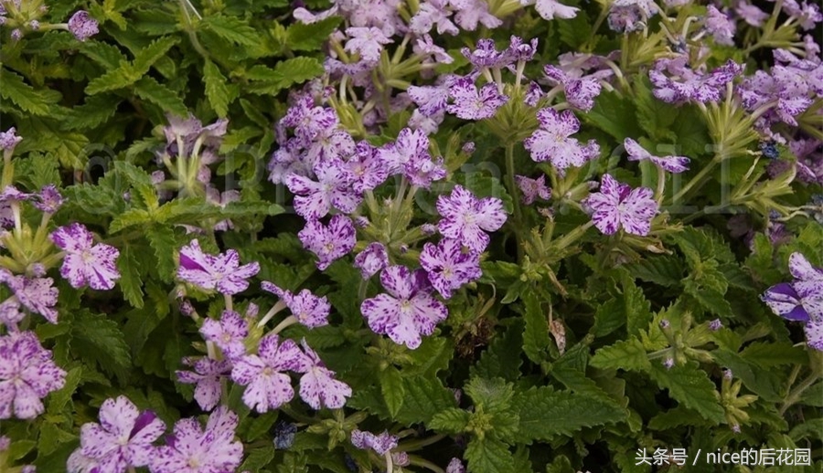 美女樱认不得？只怪它衣服太多