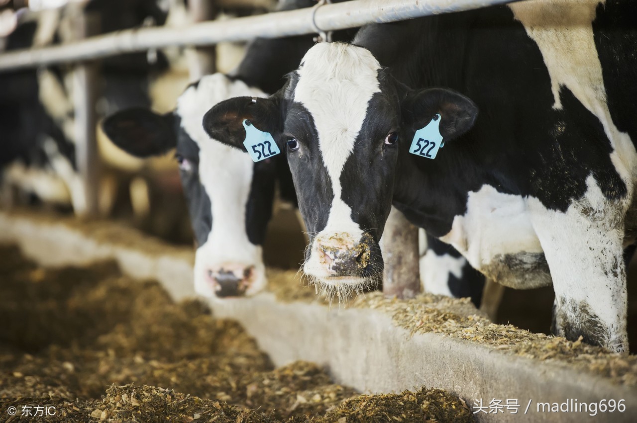 奶牛繁育技巧,奶牛繁育流程