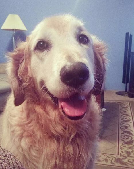 十岁的金毛需要注意什么,金毛几种行为说明真正懂事