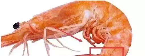 开海了！抖音上的小姐姐，来烟台吧！海鲜管够……