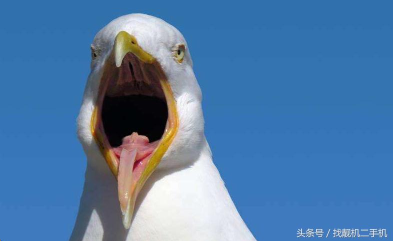 大公鸡吃完饭后为什么要吃石子,鸡为什么会吃小石头