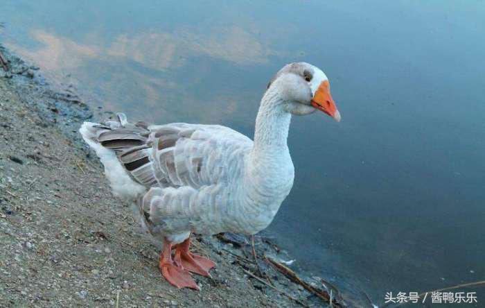 在农村创业养鹅前景怎样,养殖鸡鸭鹅投资多少钱