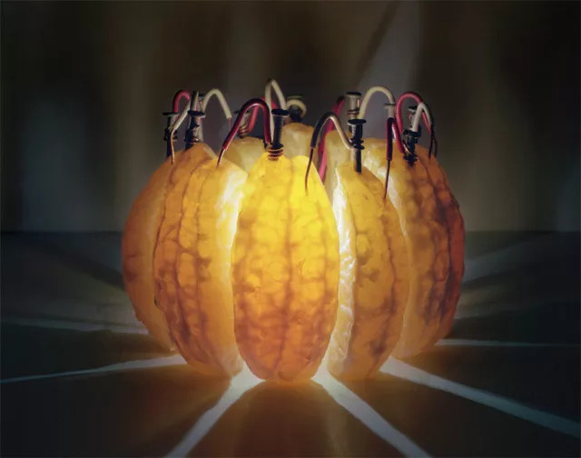 艺术家笔下的蔬菜,艺术家眼中的树