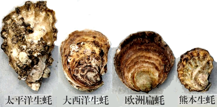 海边贝类种类,各种贝类的名称