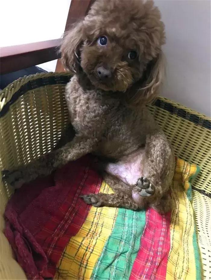 泰迪为什么那么爱挑衅大狗,泰迪狗仗人势的坏习惯怎么纠正