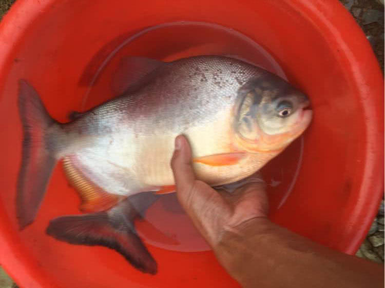 长尾银鲳鱼多少钱一斤,钓鲳鱼怎样溜鱼