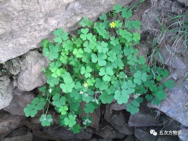 紫色酸浆草有什么功效与作用,农村地里酸浆草有什么功效