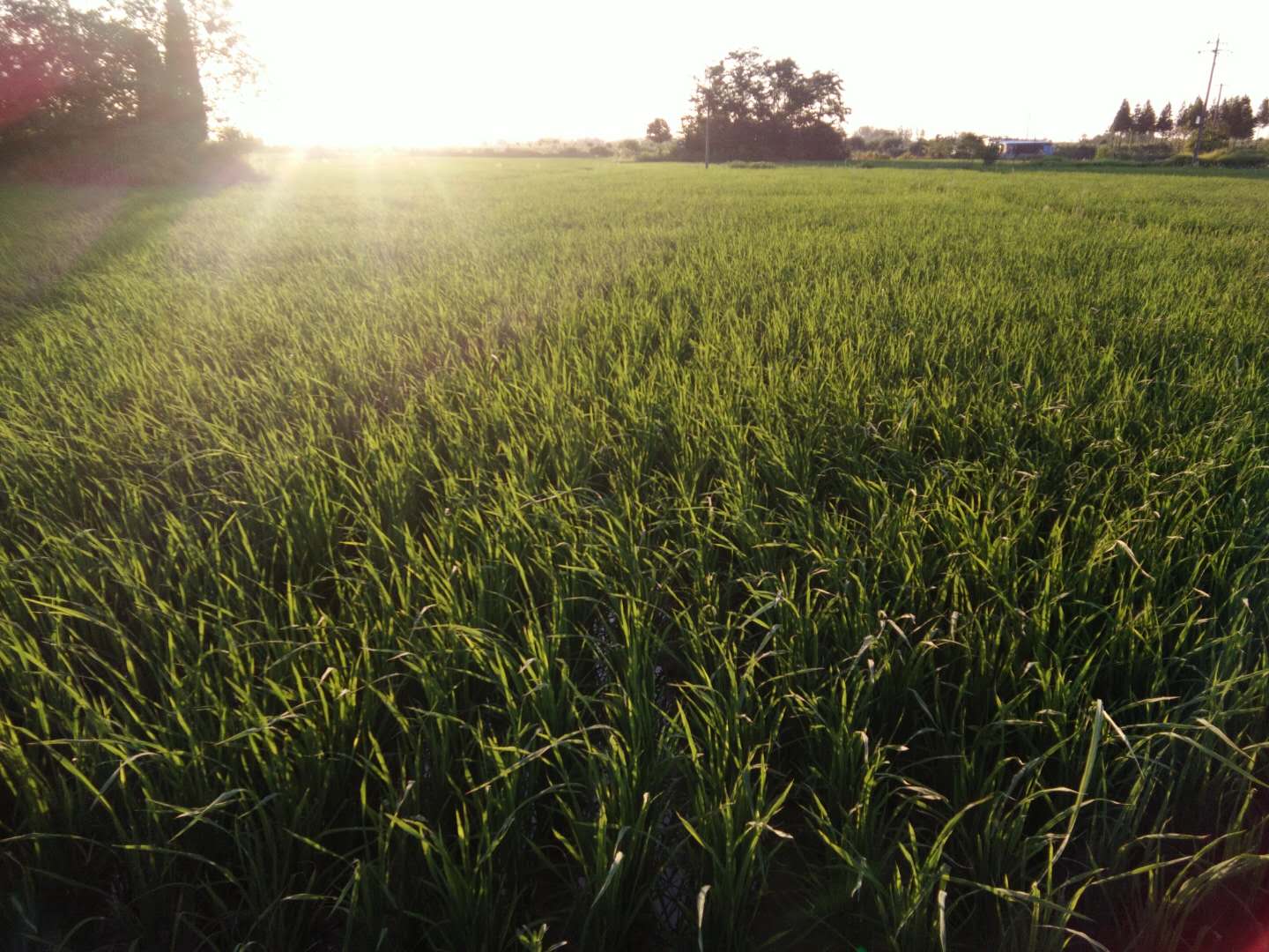 90后大学生返乡种地记录生活点滴 (90后大学生返乡种地)