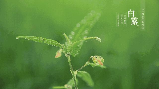 没错！wuli崇明人白露就是要吃鸡的~