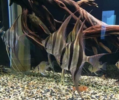 地摊上买的鱼能养活嘛,地摊卖鱼怎么养鱼