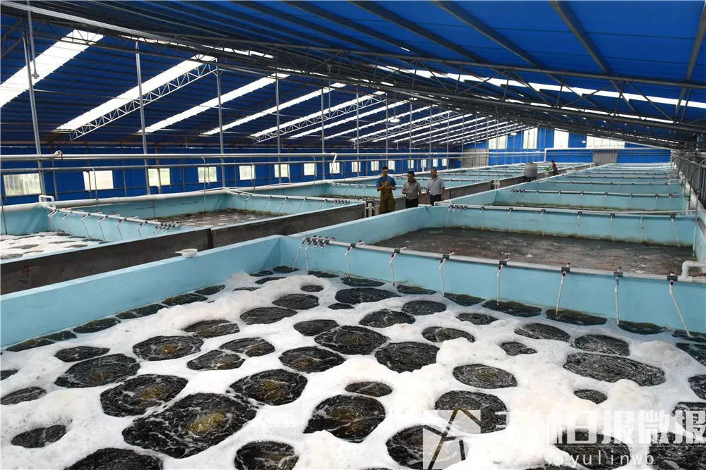 2021农村养殖致富项目,农村致富养虾