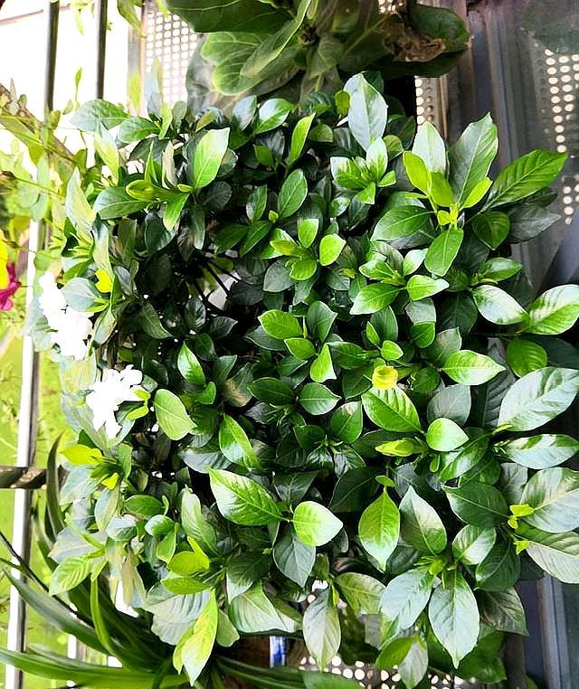 栀子花苞怎么能快速开放,如何让摘下的栀子花花苞开花