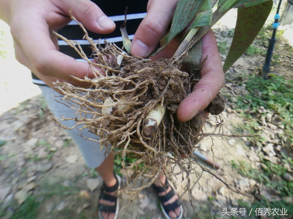 农村种植什么农作物赚钱不愁销路,种植什么农作物成本小效益高呢