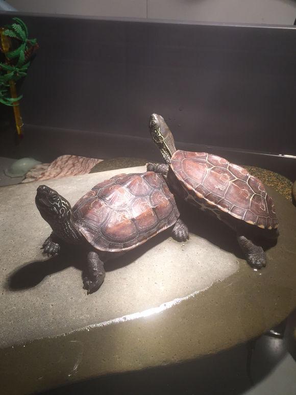 「龟友记录」萌妹子养龟全纪录（第一部）