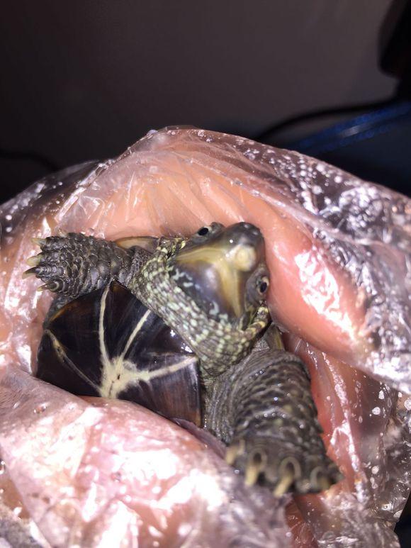 「龟友记录」萌妹子养龟全纪录（第一部）