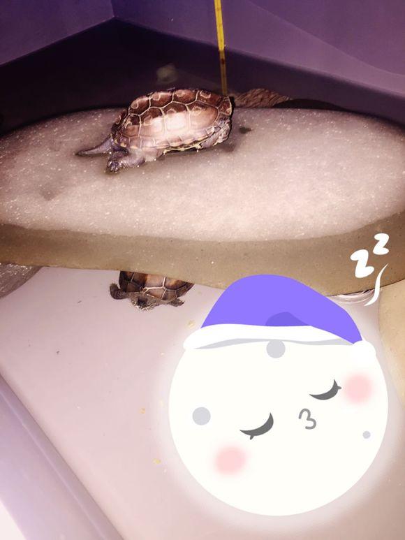 「龟友记录」萌妹子养龟全纪录（第一部）