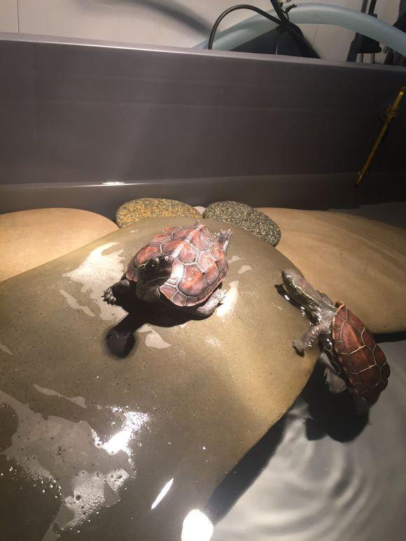 「龟友记录」萌妹子养龟全纪录（第一部）