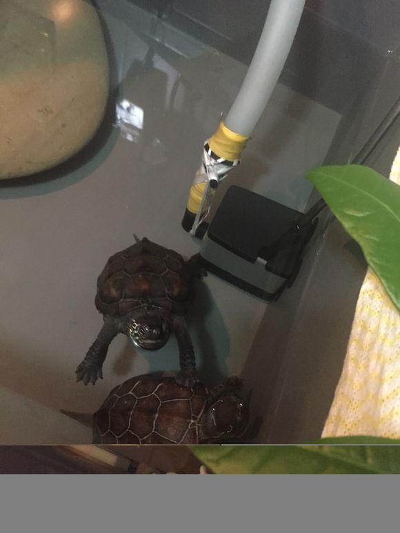 「龟友记录」萌妹子养龟全纪录（第一部）