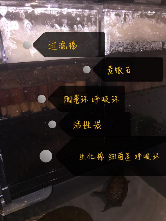 「龟友记录」萌妹子养龟全纪录（第一部）