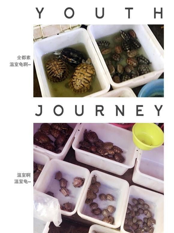 「龟友记录」萌妹子养龟全纪录（第一部）