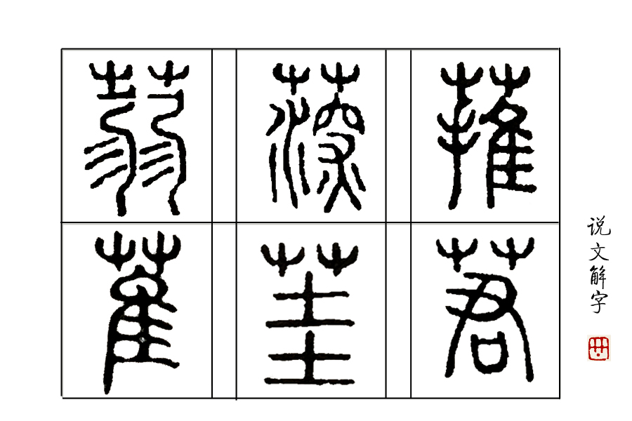 《说文解字》第53课:“茥”这个字,原来指这种适合男人吃的水果