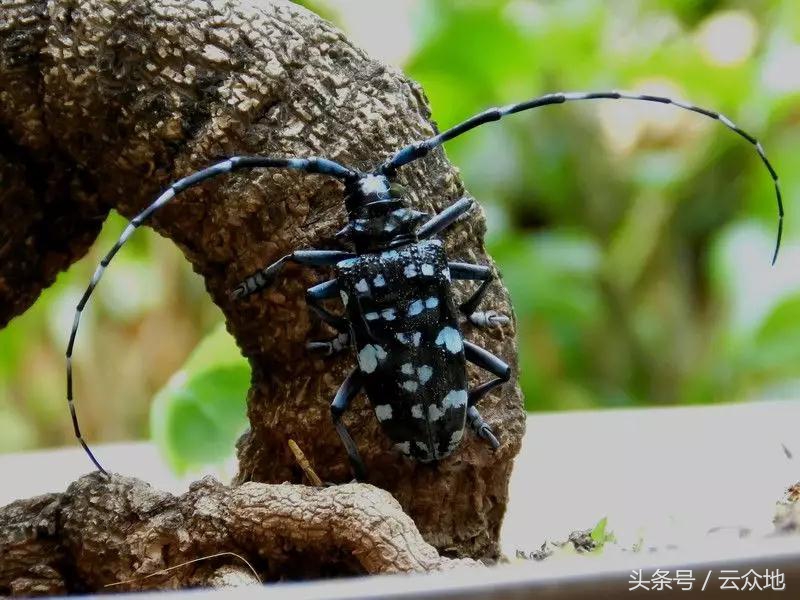 柑橘树食根虫防治,柑橘天牛钻心虫最佳防治方法