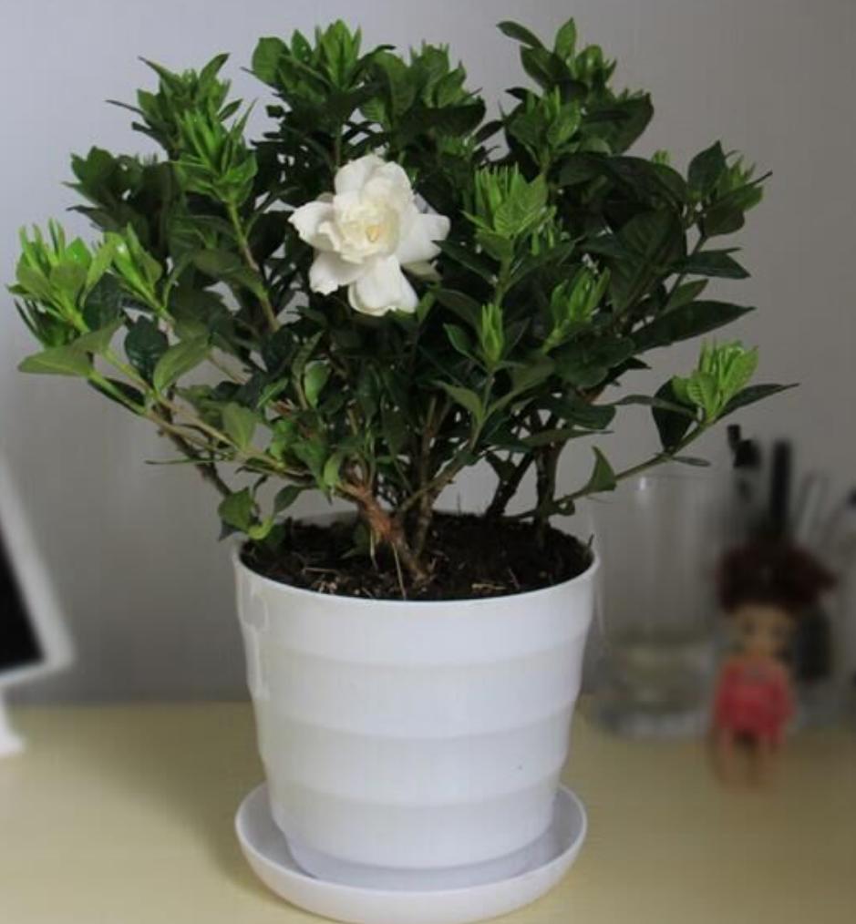 怎样处理栀子花上的甲壳虫,刚扦插的栀子花长蚧壳虫怎么办