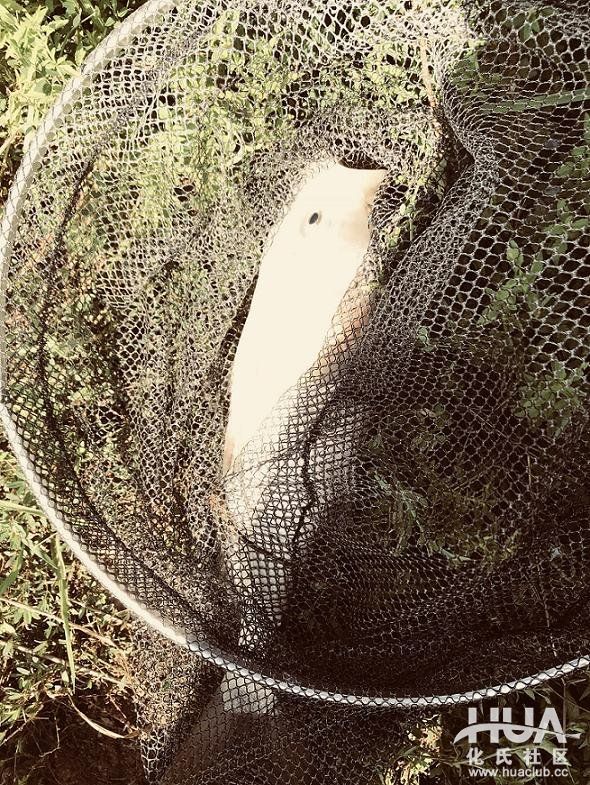 闲来游钓山水间，野塘子里上奇货！