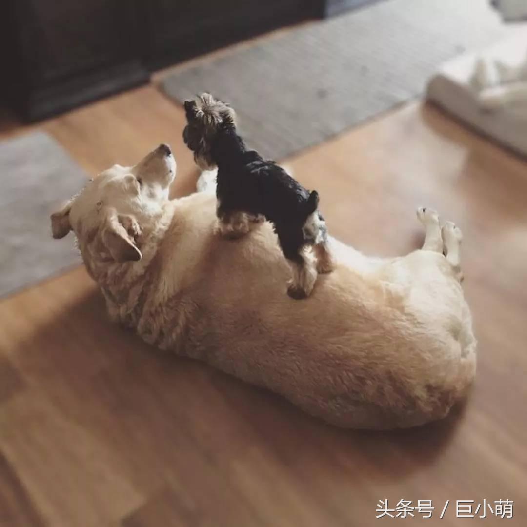 约克夏犬优点和缺点,约克夏犬活泼开朗