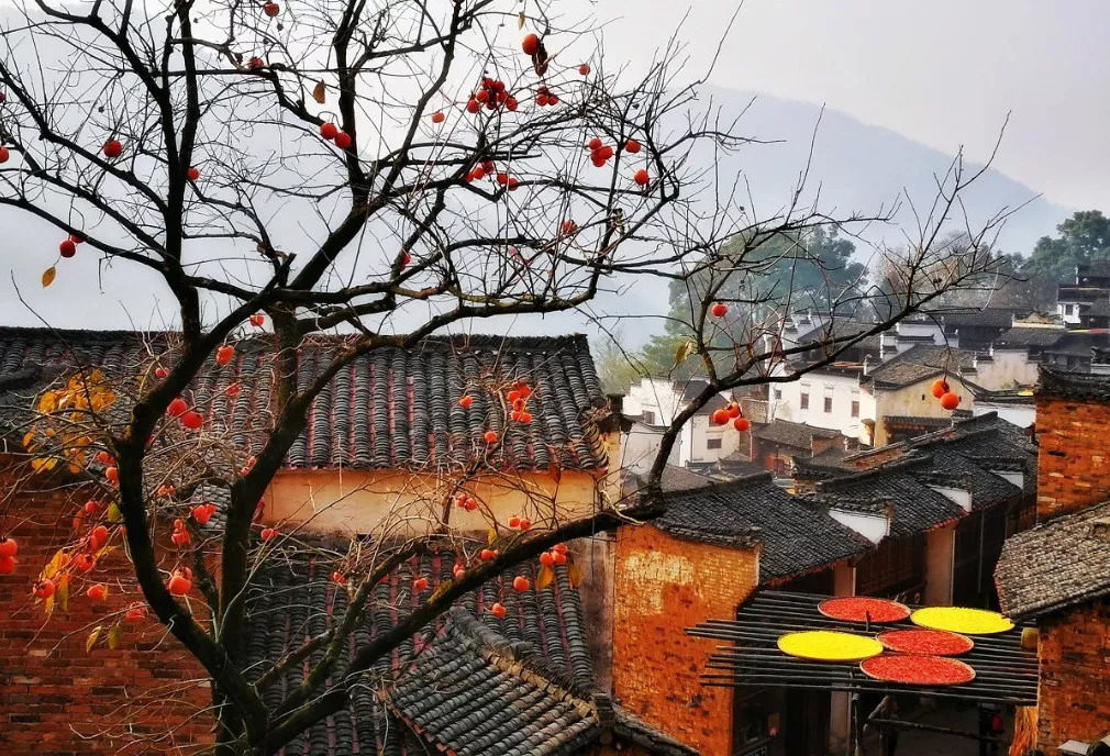 秋天的婺源什么时候去最美,秋天的婺源是色彩的天堂