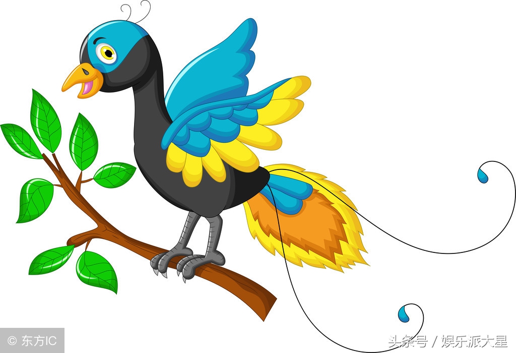 硬气的鸽子,真诚的鸽子