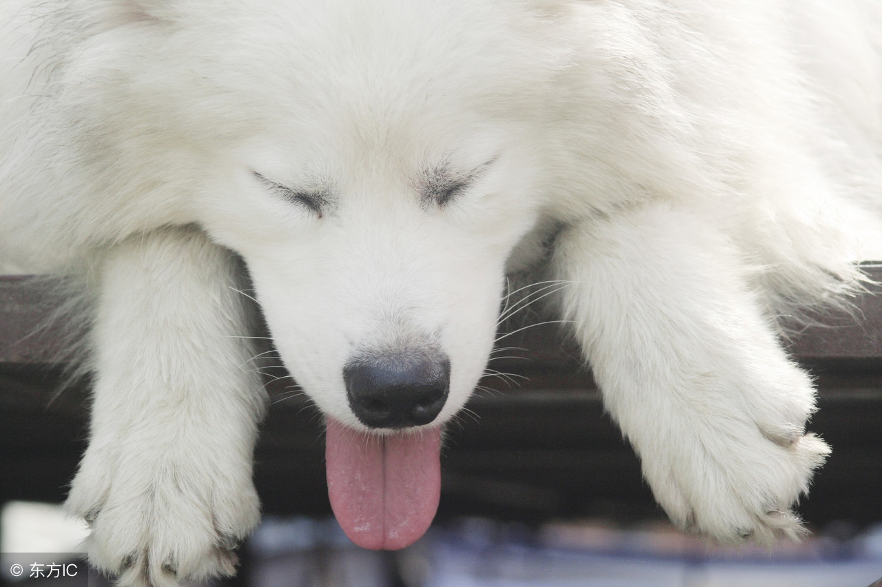 狗狗拉血怎么判断是肠炎还是细小,狗狗因为呕吐腹泻而死是细小吗