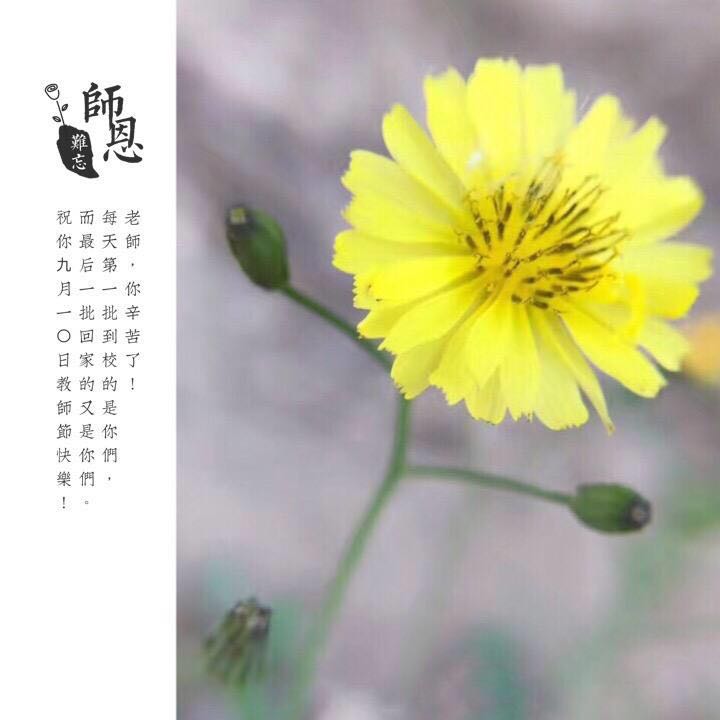 教师节制作感恩卡幼儿园,教师节感恩卡怎么制作