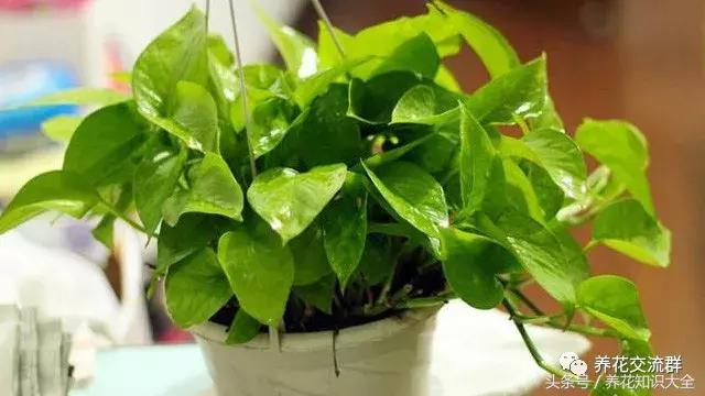 水培绿萝怎么养护长得才茂盛,刚种植的大盆绿萝柱怎么养护