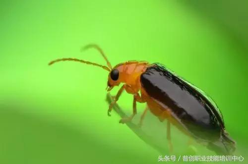 种菜病虫害的防治口诀,种菜小知识大全预防病虫害