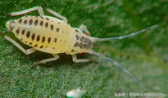 种菜病虫害的防治口诀,种菜小知识大全预防病虫害