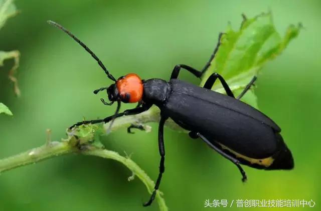 种菜病虫害的防治口诀,种菜小知识大全预防病虫害