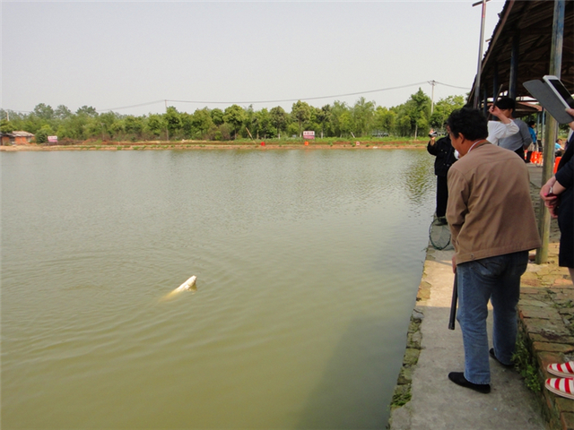水塘肥水有鱼不开口怎么回事,鱼儿在鱼缸底不动是什么原因