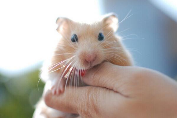 仓鼠能用水洗澡吗夏天,仓鼠浴室里仓鼠是怎么洗澡的