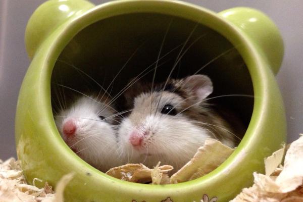 仓鼠能用水洗澡吗夏天,仓鼠浴室里仓鼠是怎么洗澡的