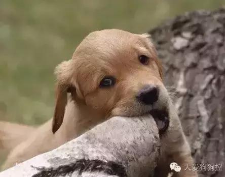 小狗爱咬人乱咬东西怎么回事,小狗长牙齿的时候乱咬东西怎么办