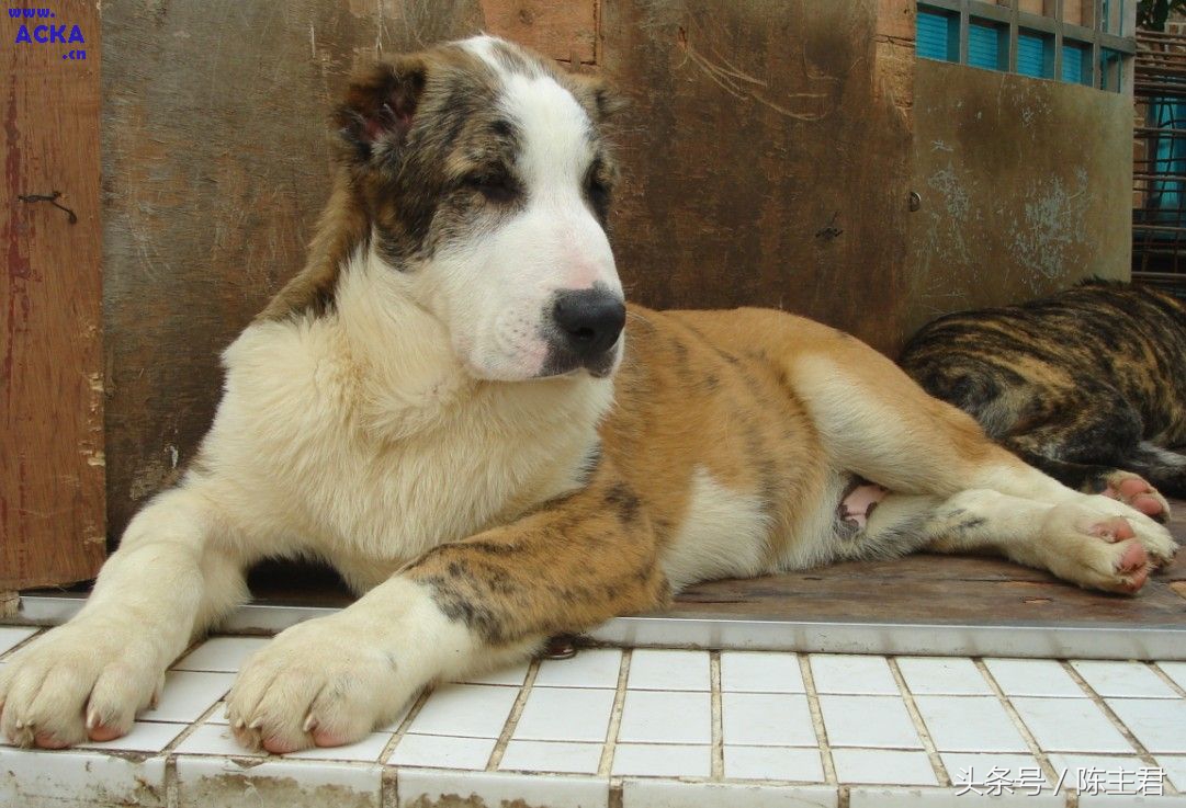 世界名犬前十名,世界名犬排名前十名图片