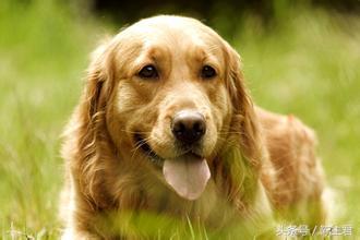 世界名犬前十名,世界名犬排名前十名图片