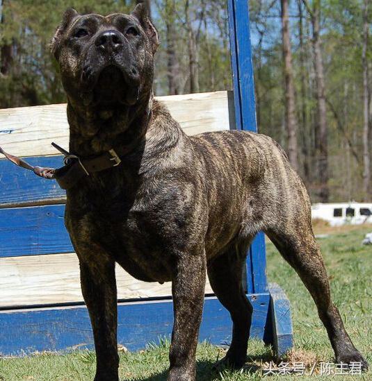 世界名犬前十名,世界名犬排名前十名图片