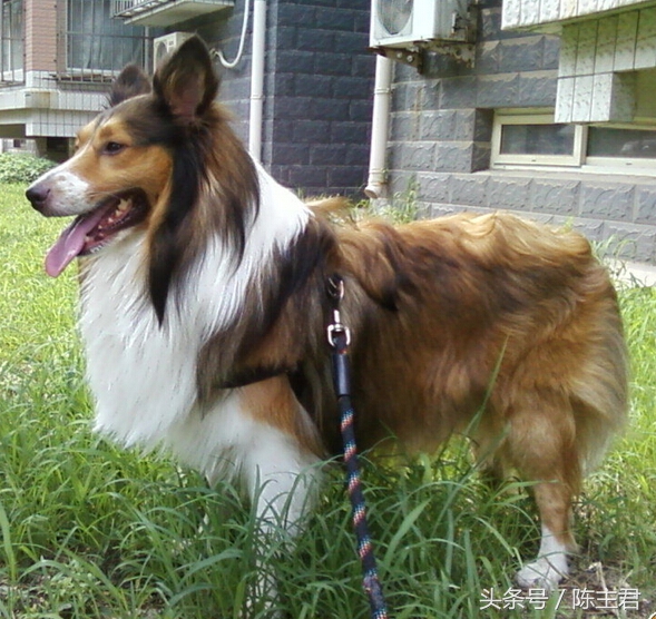 世界名犬前十名,世界名犬排名前十名图片