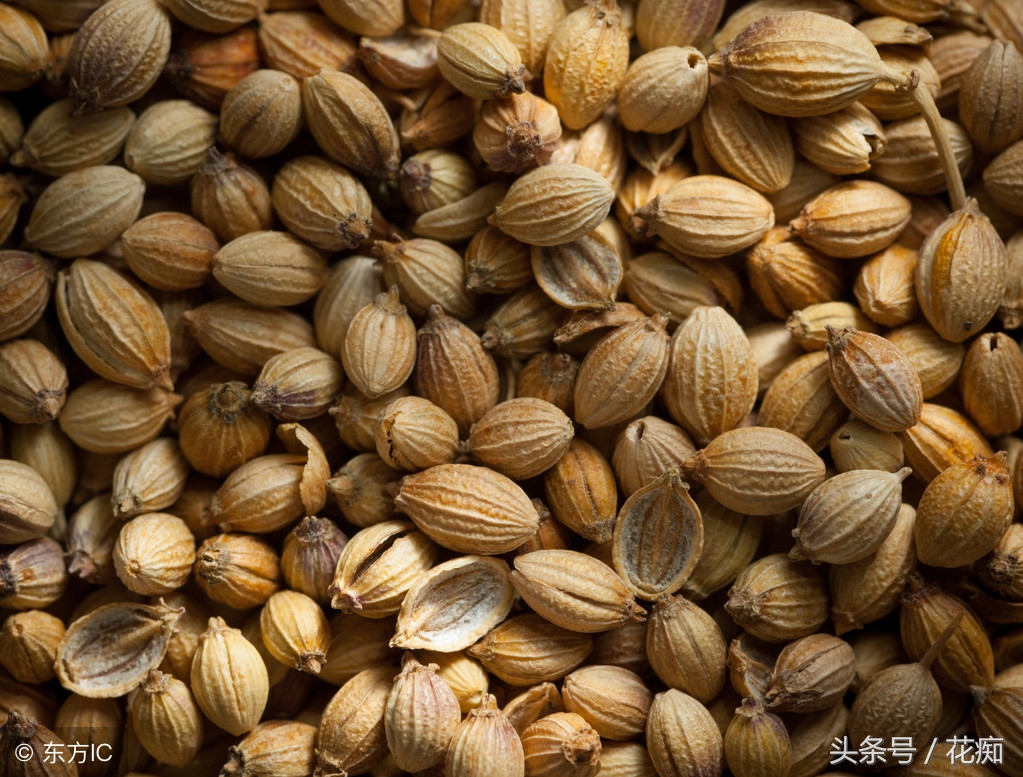 30块一斤的香菜，现在种正合适，一冬天吃不完，还长得大如芹菜！